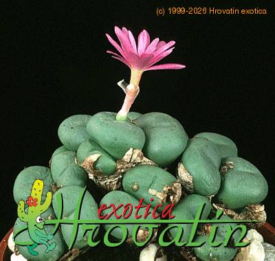 Conophytum pearsonii 1536