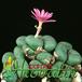Conophytum pearsonii 1536