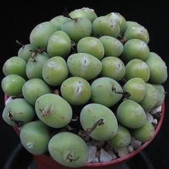 Conophytum pearsonii