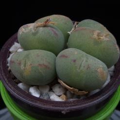 Conophytum pearsonii
