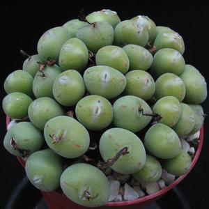 Conophytum pearsonii