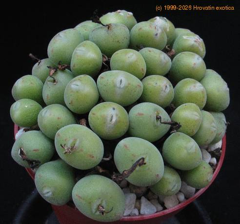 Conophytum  pearsonii