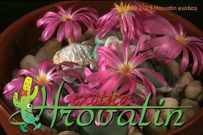 Conophytum pearsonii add2 1539