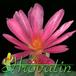 Conophytum pearsonii flower 1537