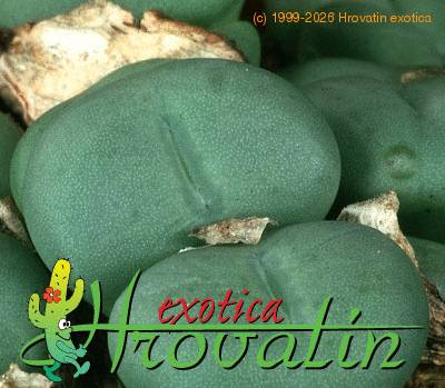 Conophytum pearsonii leaf 1538