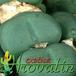 Conophytum pearsonii leaf 1538