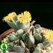 Conophytum sp  1565