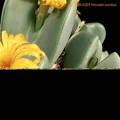 Conophytum sp leaf 1567