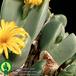 Conophytum sp leaf 1567