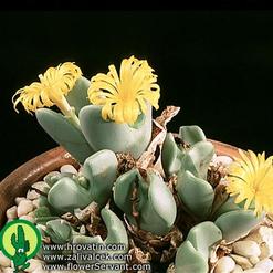 Conophytum species