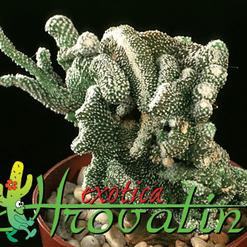Copiapoa lauii