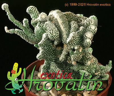 Copiapoa lauii cristata 523