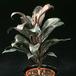 Cordyline fruticosa compacta 1867