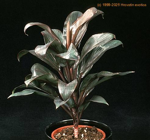 Cordyline fruticosa compacta 1867