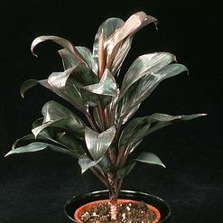 Cordyline fruticosa compacta