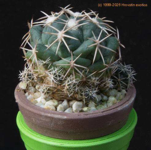 Coryphanta bumamma MOP