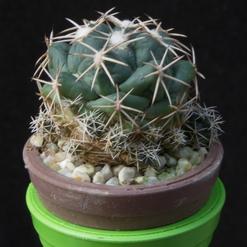 Coryphantha bumamma