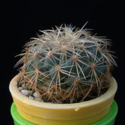Coryphantha laui