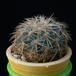 Coryphantha lauii MOP