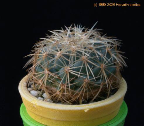 Coryphantha lauii MOP