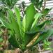 Cotyledon