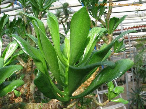 Cotyledon