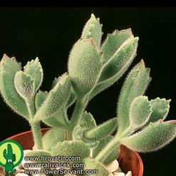 Cotyledon ladismithensis