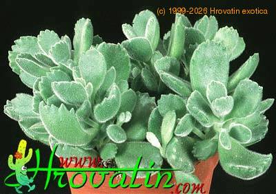 Cotyledon ladismithiensis 1184