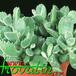 Cotyledon ladismithiensis 1184