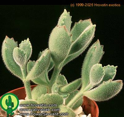 Cotyledon ladismithiensis 1358
