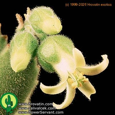 Cotyledon ladismithiensis flower 1359