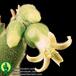 Cotyledon ladismithiensis flower 1359