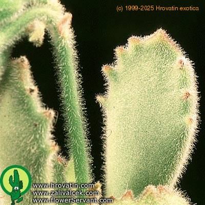 Cotyledon ladismithiensis leaf 1360