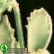 Cotyledon ladismithiensis leaf 1360