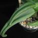 Cotyledon octopus 1