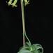 Cotyledon octopus 3
