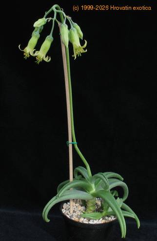 Cotyledon octopus 3