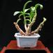Cotyledon octopus