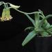 Cotyledon octopus