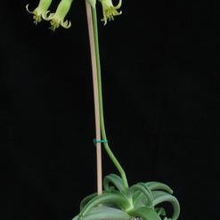 Cotyledon octopus