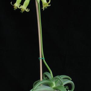 Cotyledon octopus