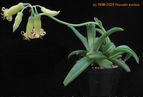 Cotyledon octopus