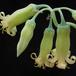 Cotyledon octopus flower
