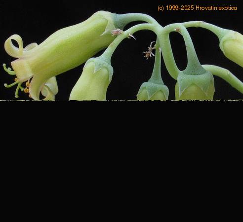 Cotyledon octopus flower