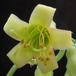 Cotyledon octopus flower1
