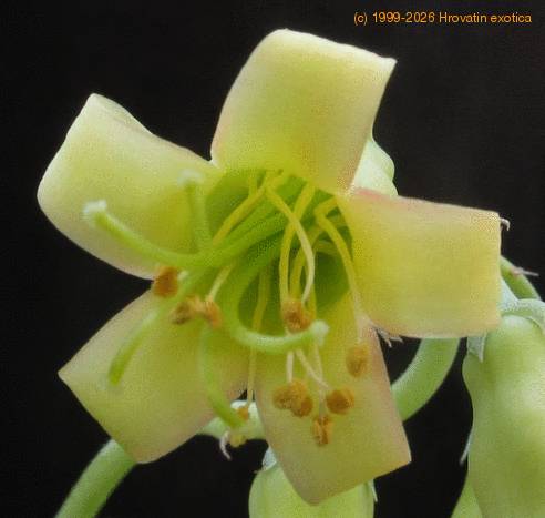 Cotyledon octopus flower1