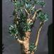 Cotyledon paniculata 1655