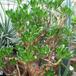 Cotyledon paniculata