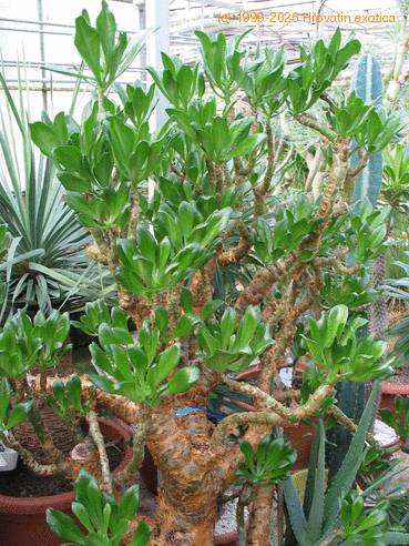 Cotyledon paniculata