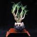 Cotyledon reticulata